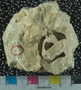 UC22092_fossil