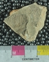 UC33453_fossil