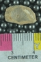 UC33458_fossil