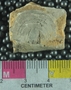 UC33460_fossil