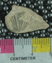 UC33466 fossil