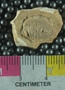 UC33475_fossil