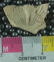 UC33484_fossil