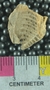 UC35594 fossil