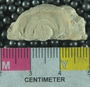 UC35595 fossil