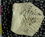 P17190_fossil