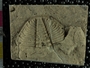 P23472_fossil