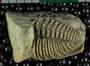 UC35591_fossil