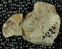 UC35592_fossil