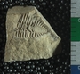 P5599_fossil
