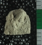 UC22020_fossil