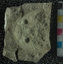 P5600-01_fossil