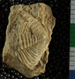 P8450_fossil