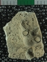P8507_fossil2