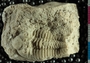 P10585_fossil