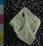 P11492_fossil