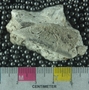 PE4311_fossil