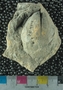 PE4315_fossil