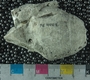PE4404_fossil