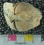 PE61237_fossil
