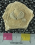 PE61251_fossil