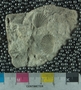 PE61252_fossil