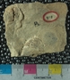 PE61254_fossil