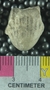 PE61256_fossil