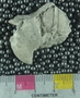 P16392_fossil