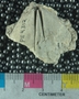 PE4312_fossil