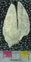 PE4313_fossil