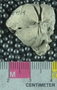 PE4314_fossil