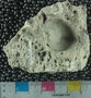 PE4403_fossil