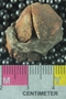 PE61258_fossil