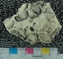 PE61261_fossil