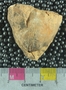 PE61263_fossil