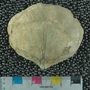 PE61264_fossil