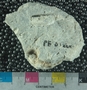 PE61265_fossil