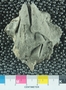 PE61266_fossil