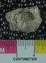 PE61267_fossil