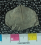 PE61268_fossil