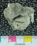 PE61269_fossil