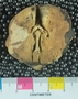 PE61270_fossil