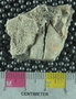 PE61296_fossil