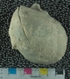 UC18101 fossil