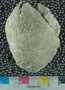 UC21857_fossil