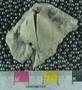 UC21952_fossil