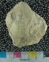 UC33608_fossil