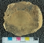 UC35605_fossil