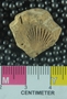 PE61281_fossil